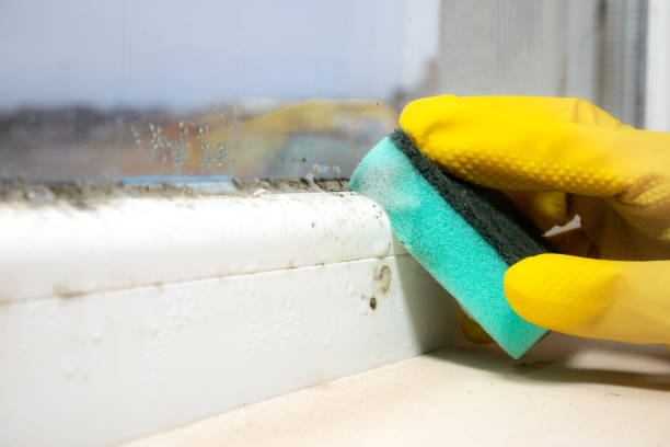 Office Mold Removal Services in Bradenton, FL