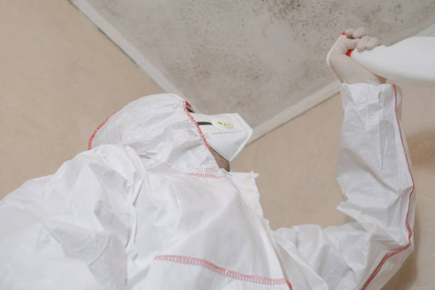 Best Attic Mold Removal  in Bradenton, FL